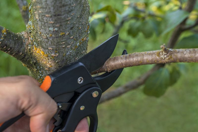 Dead Tree Removal in Aiken, SC