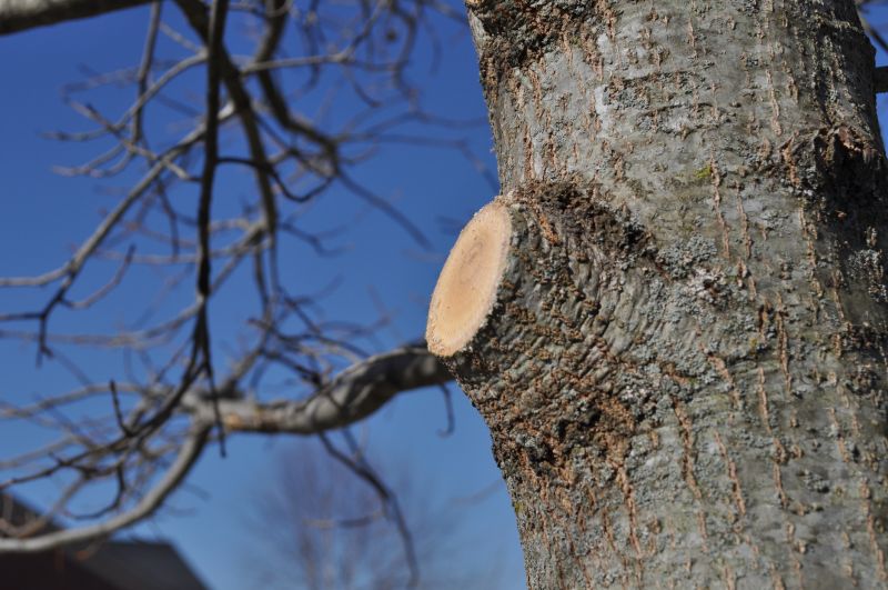 Tree Branch Cutting in Pottstown, PA