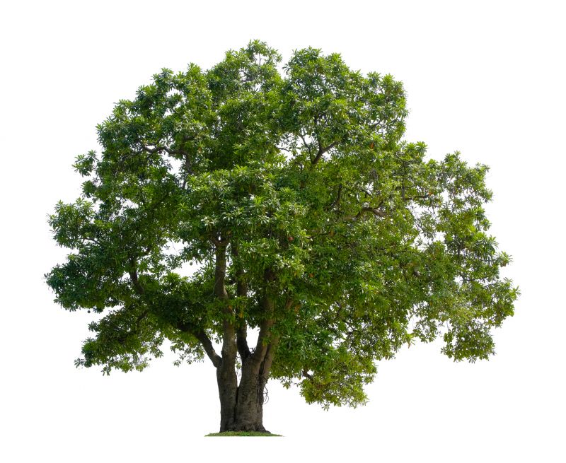 Winter Dormant Shaping