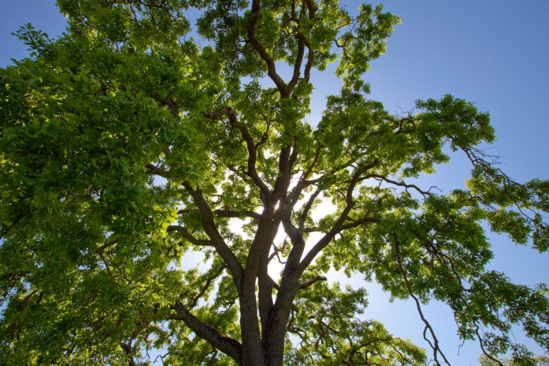 Pruned Tree in Spring