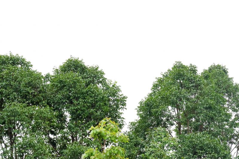 Healthy Tree Structure