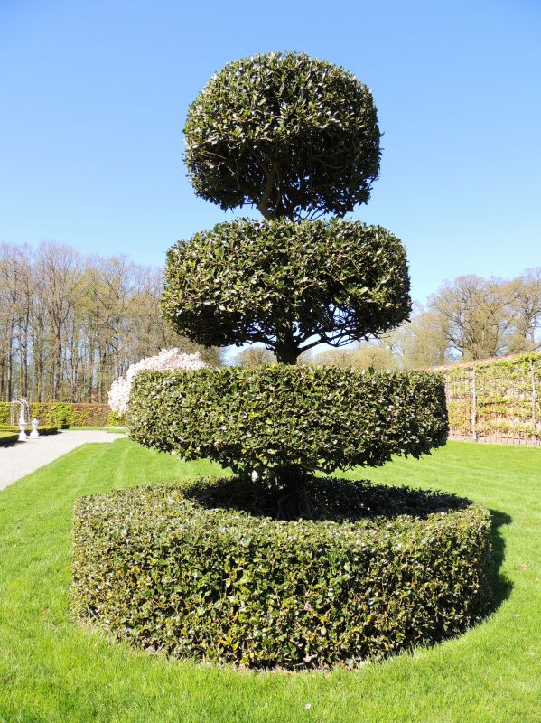 Artistic Tree Topiary