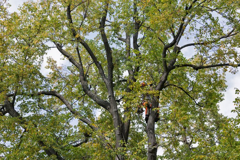 Local Tree Crown Shaping pros at work